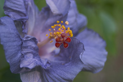 Blue Hawaii - Vicki Dodge